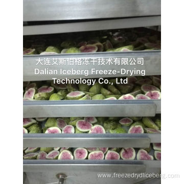 Freeze-drying Equipment In Germany